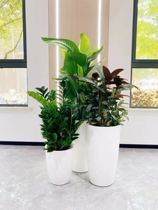 前湾盆景租摆哪家好