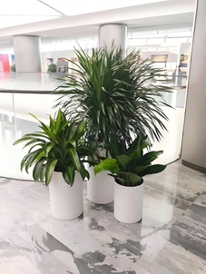 镇海花木出租哪家好